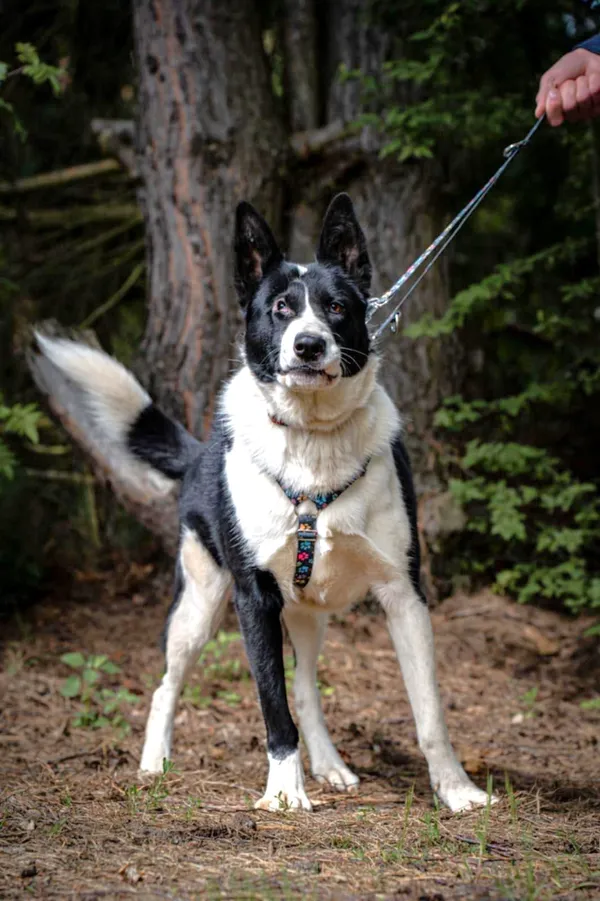 Oddam psa, Warszawa, Szczęśliwice, 2 marca 2026 (2/3)