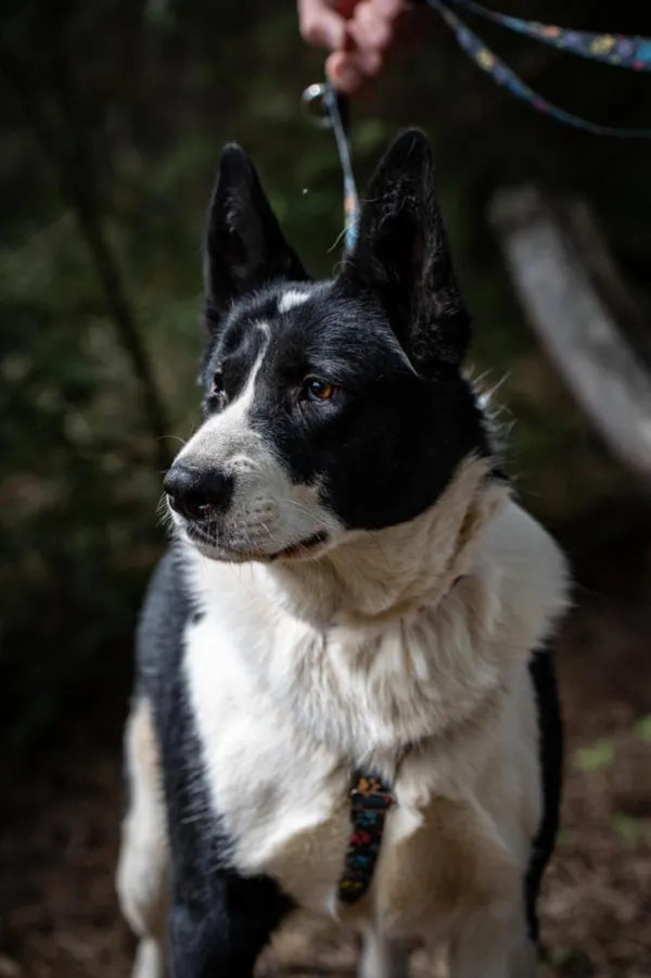 Oddam psa, Warszawa, Szczęśliwice, 2 marca 2026 (3/3)