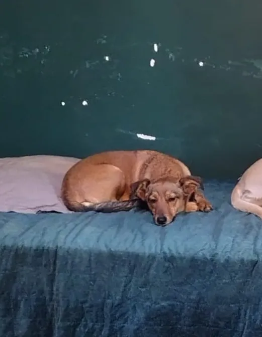 Zaginął pies, Zagórze Śląskie, 2 marca 2026