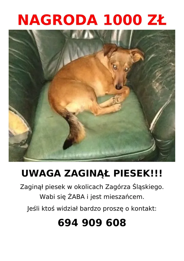 Zaginął pies, Zagórze Śląskie, 4 marca 2026