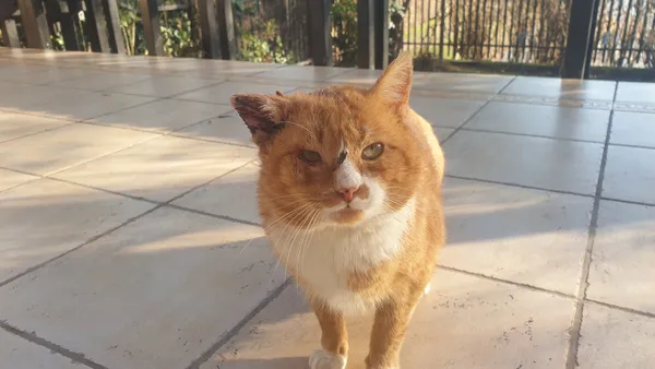 Zaginął kot, województwo mazowieckie, Gocławek, 4 marca 2026