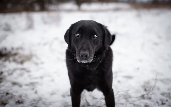 Oddam psa, Łódź, Radiostacja, 5 marca 2026 (1/5)