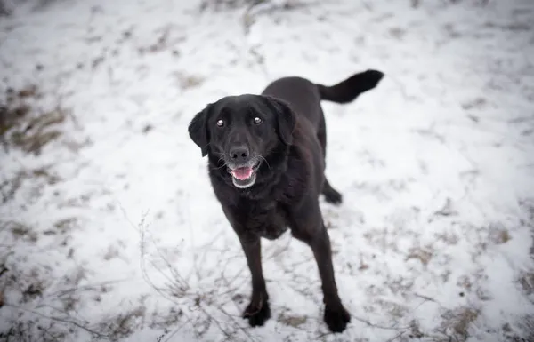 Oddam psa, Łódź, Radiostacja, 5 marca 2026 (3/5)