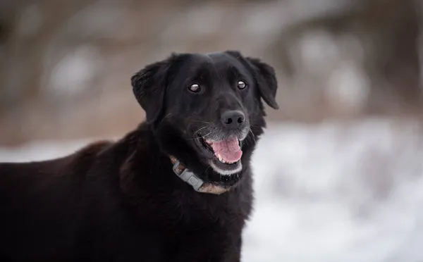 Oddam psa, Łódź, Radiostacja, 5 marca 2026 (5/5)