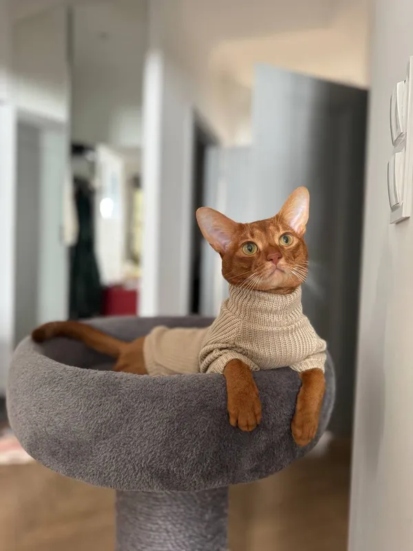 Zaginął kot, województwo mazowieckie, Las, 6 marca 2026