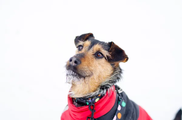 Oddam psa, Olsztyn, Dajtki, 8 marca 2026 (1/3)