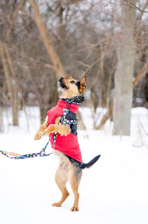Oddam psa, Olsztyn, Dajtki, 8 marca 2026 (2/3)