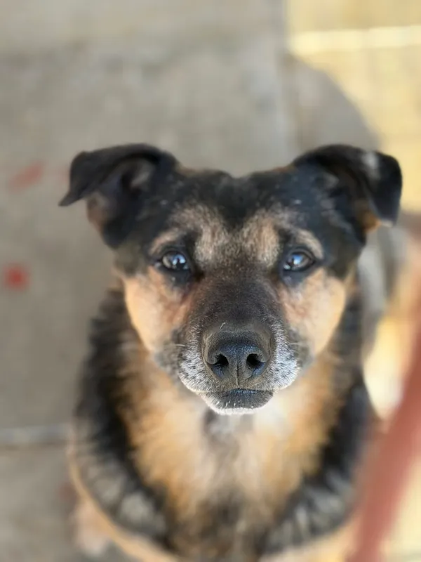 Oddam psa, Gdańsk, Olszynka, 8 marca 2026 (1/3)