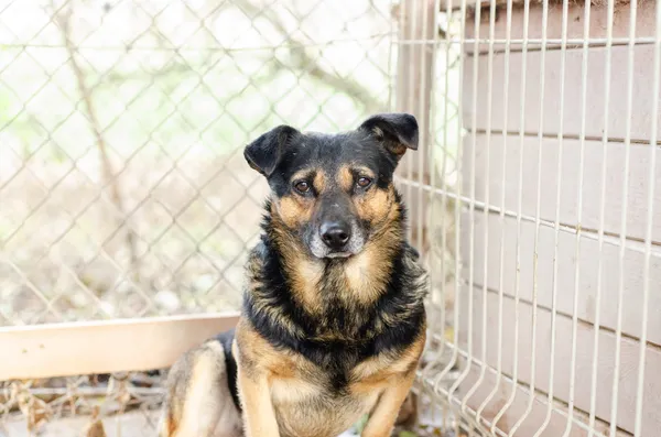 Oddam psa, Gdańsk, Olszynka, 8 marca 2026 (2/3)