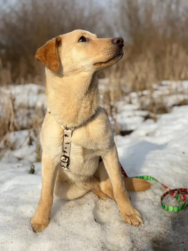 Oddam psa, Olsztyn, Pojezierze, 8 marca 2026 (4/4)