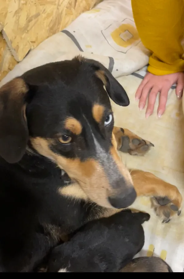 Zaginął pies, Zbrza, 8 marca 2026 (1/3)