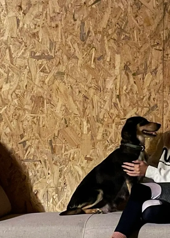 Zaginął pies, Zbrza, 8 marca 2026 (3/3)