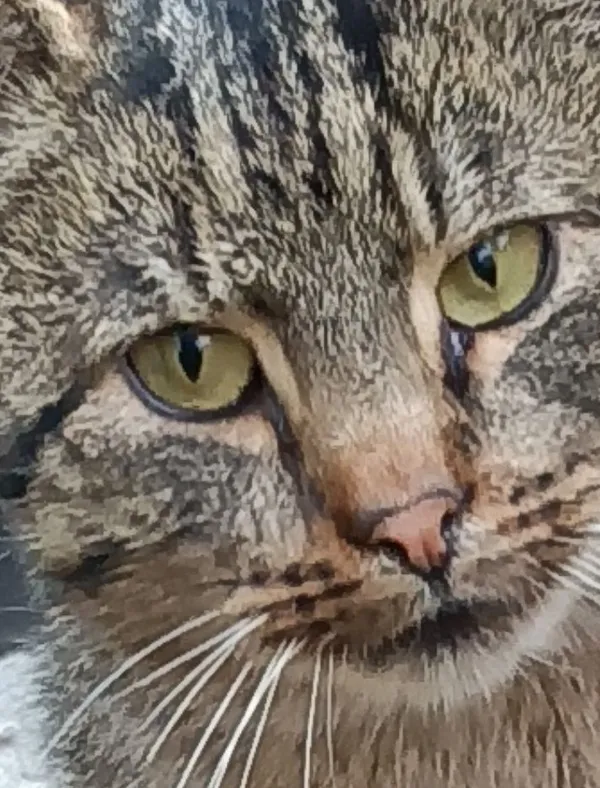 Zaginął kot, Lublin, Wieniawa, 9 marca 2026 (1/3)