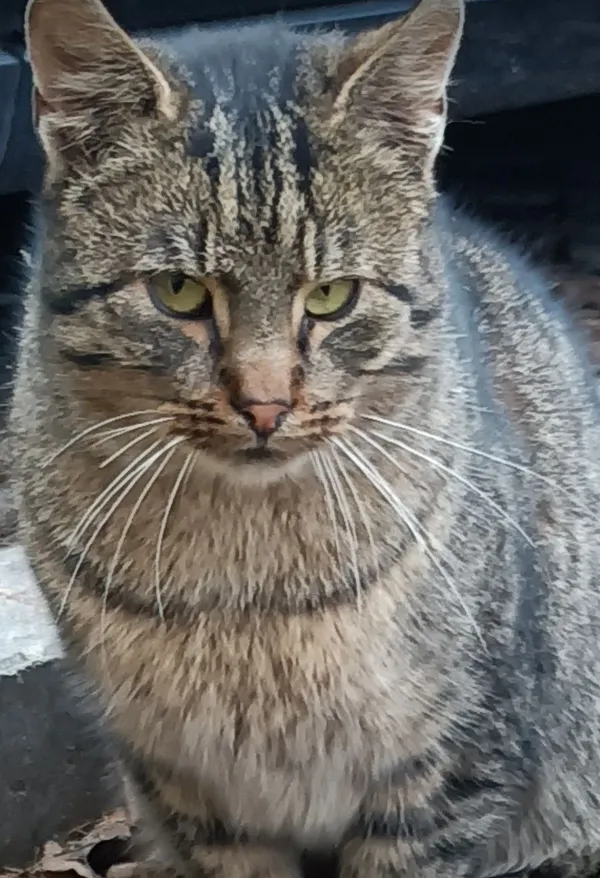 Zaginął kot, Lublin, Wieniawa, 9 marca 2026 (2/3)