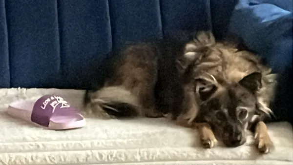 Zaginął pies, Kraków, Płaszów, 9 marca 2026 (2/2)