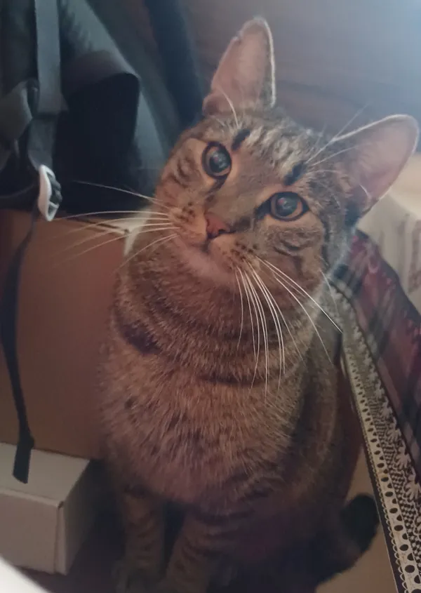 Zaginął kot, Bielsko-Biała, Mikuszowice Śląskie, 10 marca 2026 (5/5)