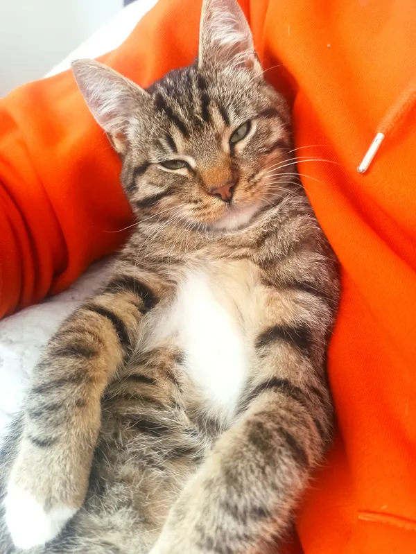 Zaginął kot, Dragacz, 11 marca 2026 (2/2)