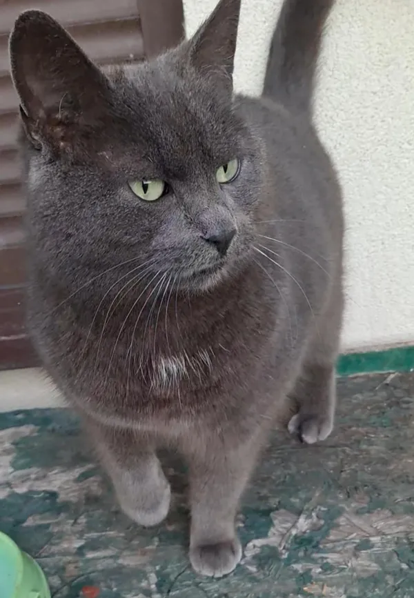 Zaginął kot, Częstochowa, Tysiąclecie, 12 marca 2026 (1/3)