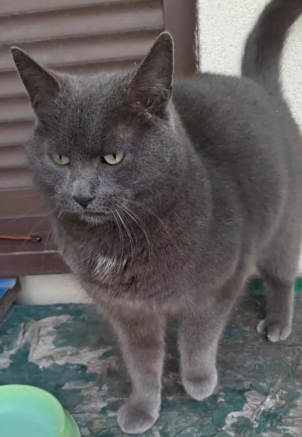 Zaginął kot, Częstochowa, Tysiąclecie, 12 marca 2026 (2/3)