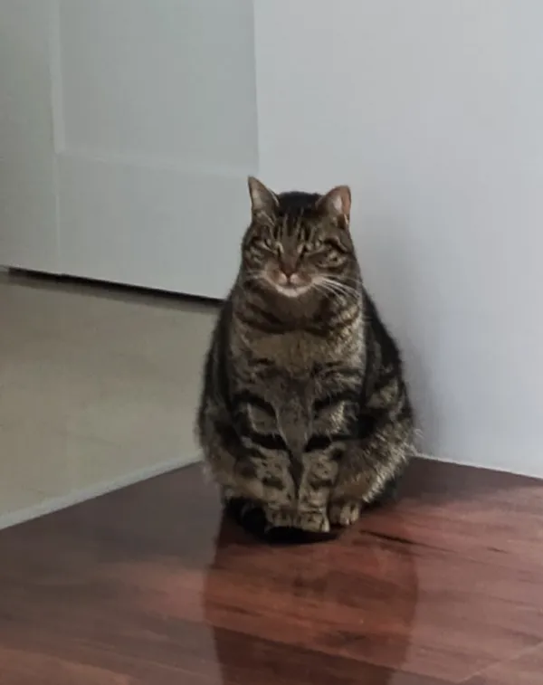 Zaginął kot, Skarżysko-Kamienna, Dolna Kamienna, 13 marca 2026