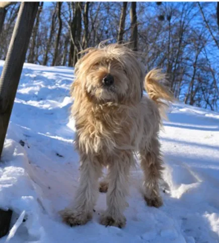 Zaginął pies, Gdańsk, Karczemki, 13 marca 2026 (2/2)