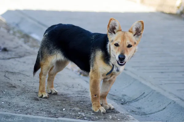 Oddam psa, Olsztyn, Kortowo, 14 marca 2026 (3/5)