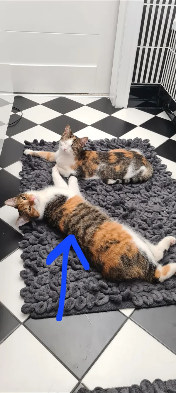 Zaginął kot, Kraków, Kosocice, 14 marca 2026