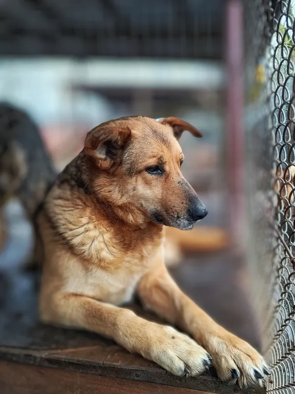 Oddam psa, Kamionek Wielki, 16 marca 2026 (2/2)