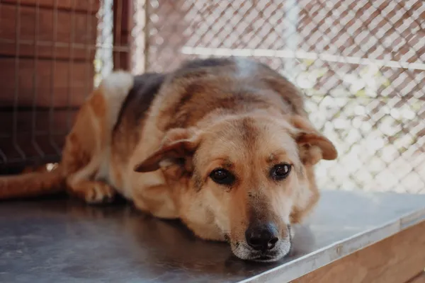 Oddam psa, Elbląg, Traugutta, 16 marca 2026 (1/2)