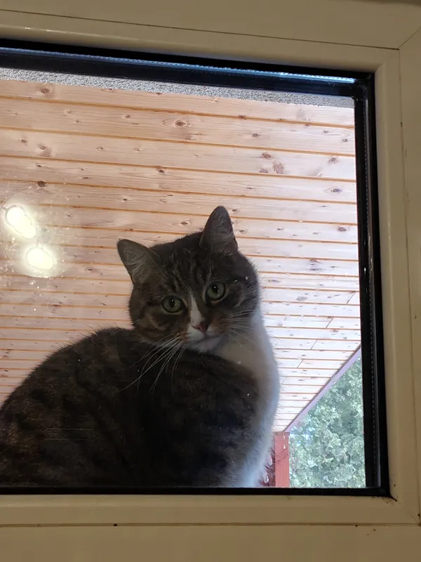 Zaginął kot, Otwock, Kresy Nadbrzeskie, 16 marca 2026 (1/2)