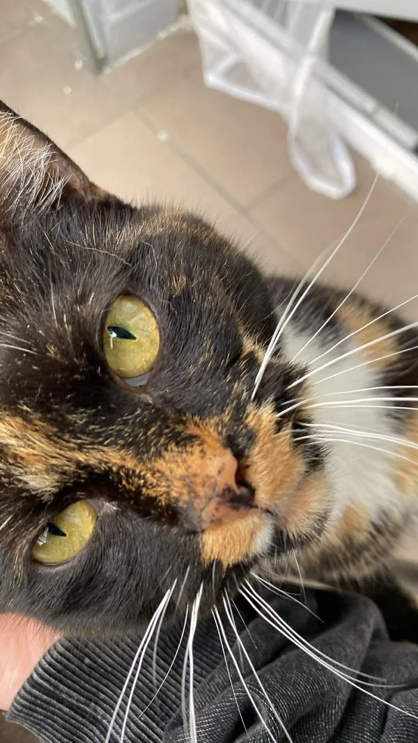 Zaginął kot, Jelenia Góra, 16 marca 2026 (1/4)