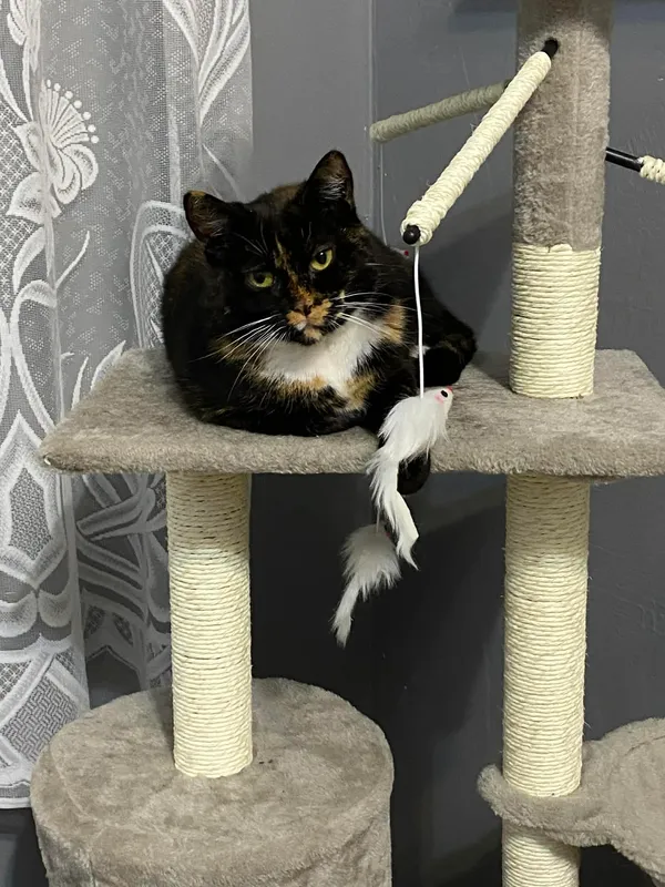 Zaginął kot, Jelenia Góra, 16 marca 2026 (2/4)