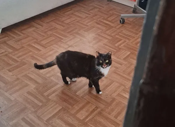 Zaginął kot, Jelenia Góra, 16 marca 2026 (3/4)