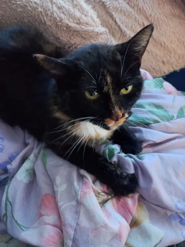 Zaginął kot, Jelenia Góra, 16 marca 2026 (4/4)