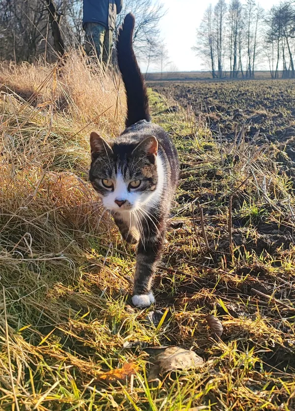Zaginął kot, Kąty Wrocławskie, 18 marca 2026 (2/4)