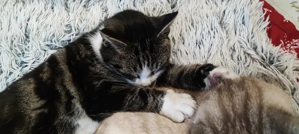 Zaginął kot, Kąty Wrocławskie, 18 marca 2026 (4/4)