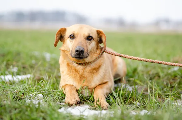 Oddam psa, Olsztyn, Osiedle nad Jeziorem Długim, 20 marca 2026 (1/4)