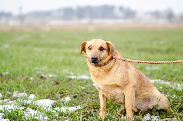 Oddam psa, Olsztyn, Osiedle nad Jeziorem Długim, 20 marca 2026 (3/4)