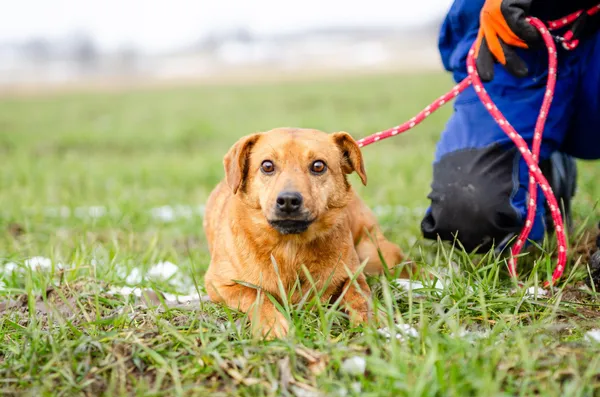 Oddam psa, Olsztyn, Grunwaldzkie, 21 marca 2026 (3/4)