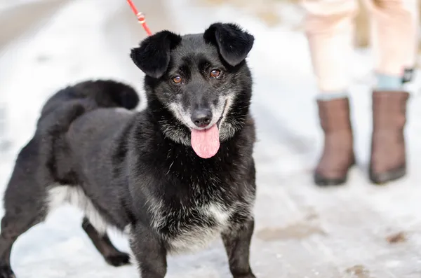 Oddam psa, Olsztyn, Piękna Góra, 21 marca 2026 (4/5)