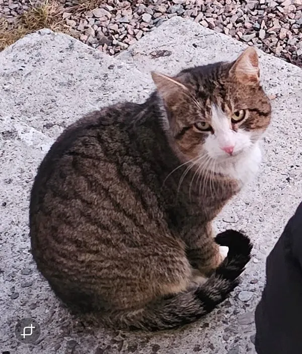 Zaginął kot, Czułów, 21 marca 2026 (1/4)