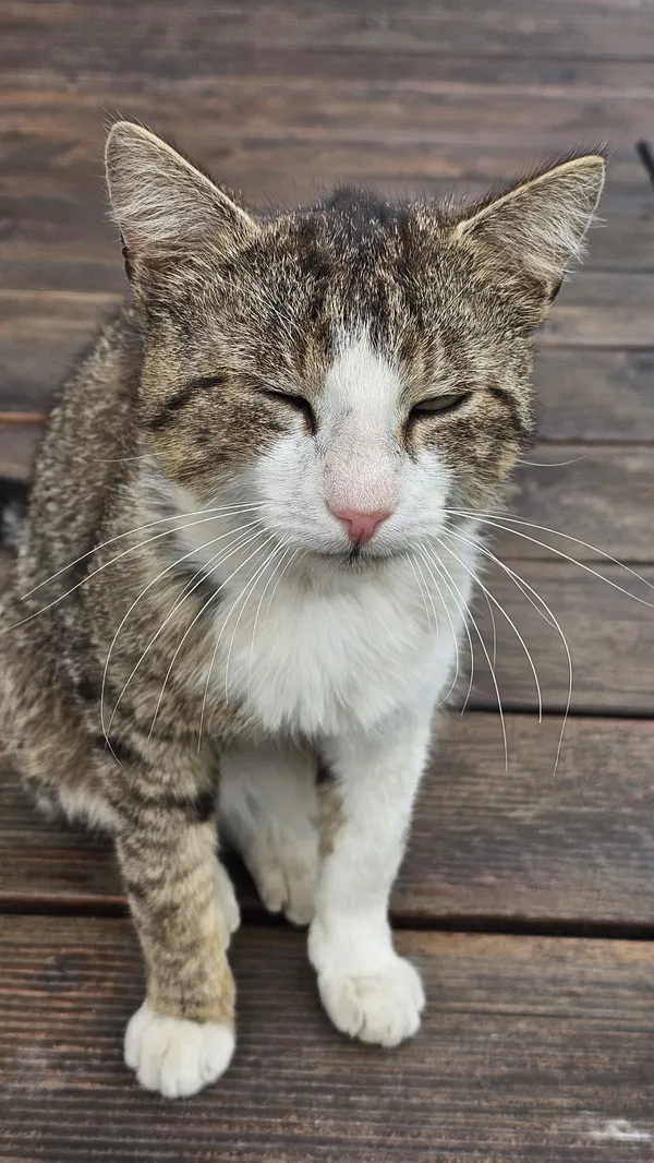 Zaginął kot, Czułów, 21 marca 2026 (2/4)