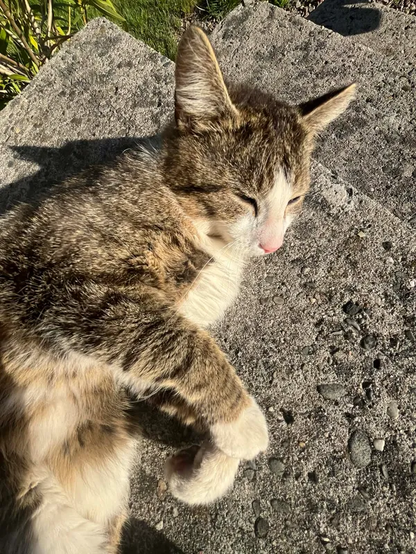 Zaginął kot, Czułów, 21 marca 2026 (3/4)