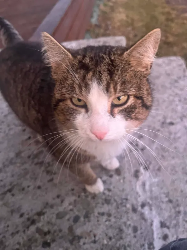 Zaginął kot, Czułów, 21 marca 2026 (4/4)