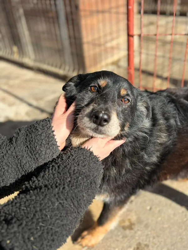 Oddam psa, Olsztyn, Zatorze, 22 marca 2026 (1/4)