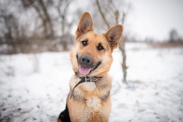 Oddam psa, Brwinów, 22 marca 2026 (1/5)