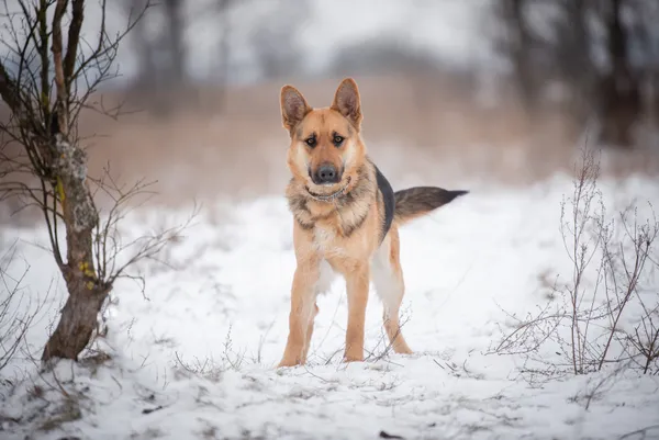 Oddam psa, Brwinów, 22 marca 2026 (5/5)