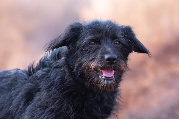 Pies do adopcji, Nowodwór, 22 marca 2026 (2/5)