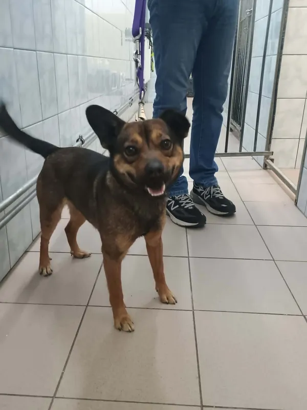 Znaleziono psa, Sosnowiec, 21 marca 2026