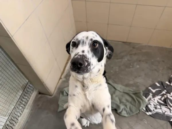 Pies do adopcji, Kraków, 7 marca 2026